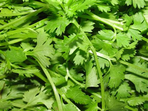 coriander in Tagalog .